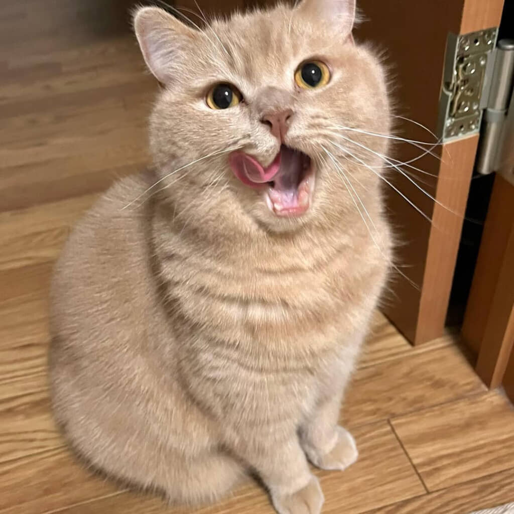 「おいちかったにゃ」