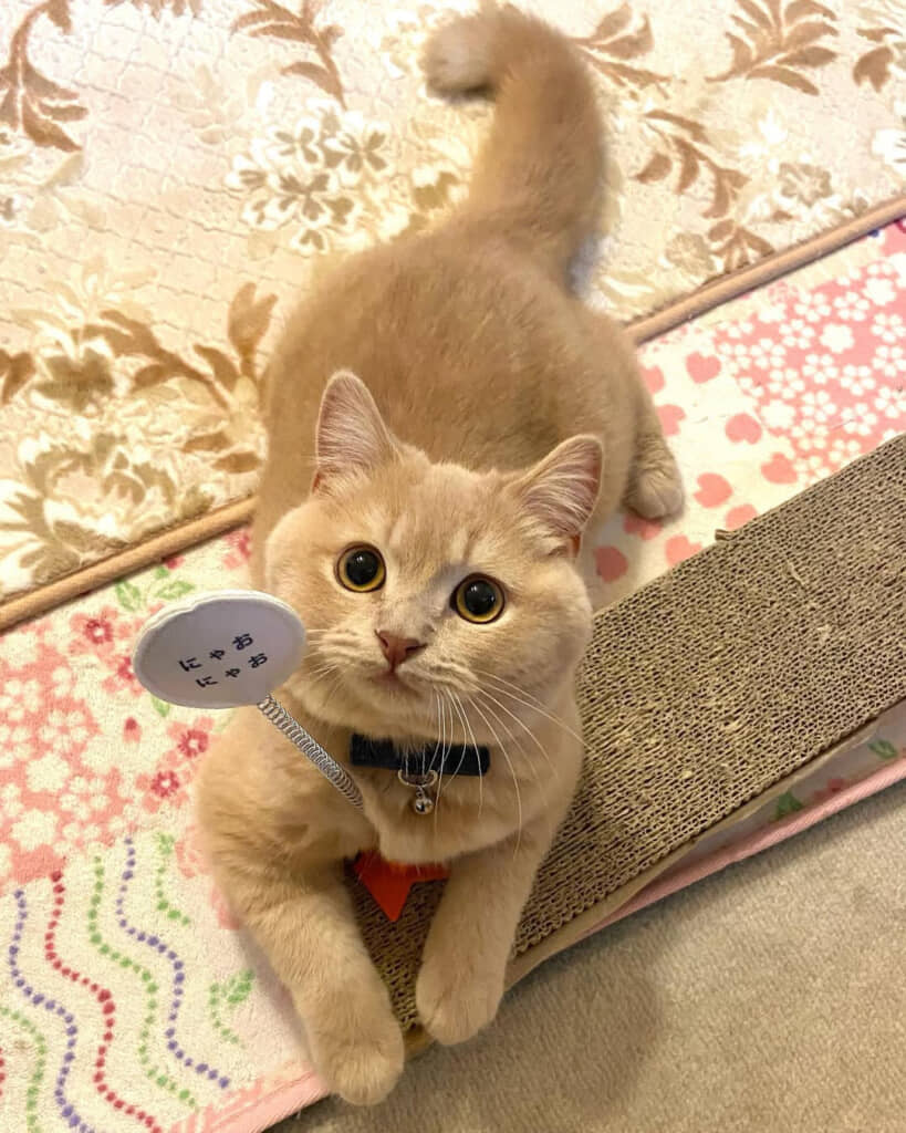 子猫時代のブランくん