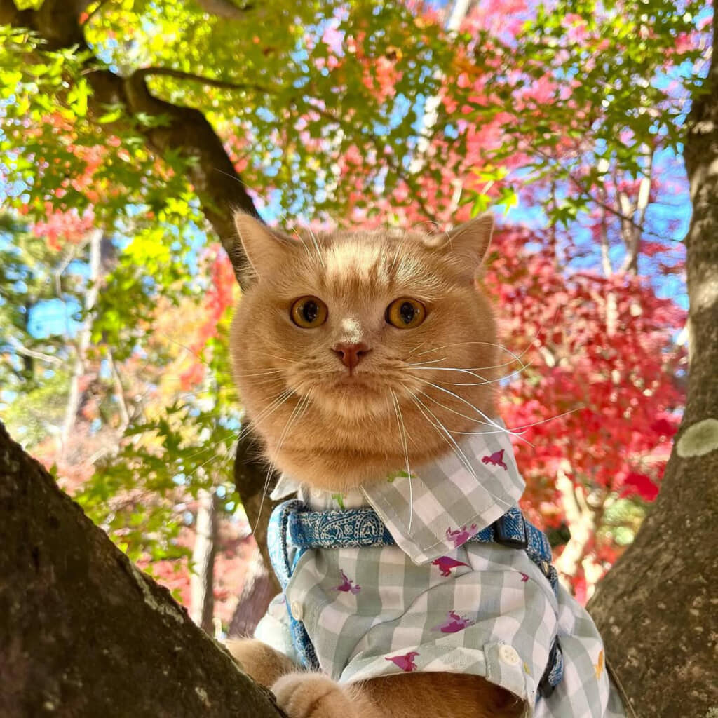 紅葉を見にお散歩