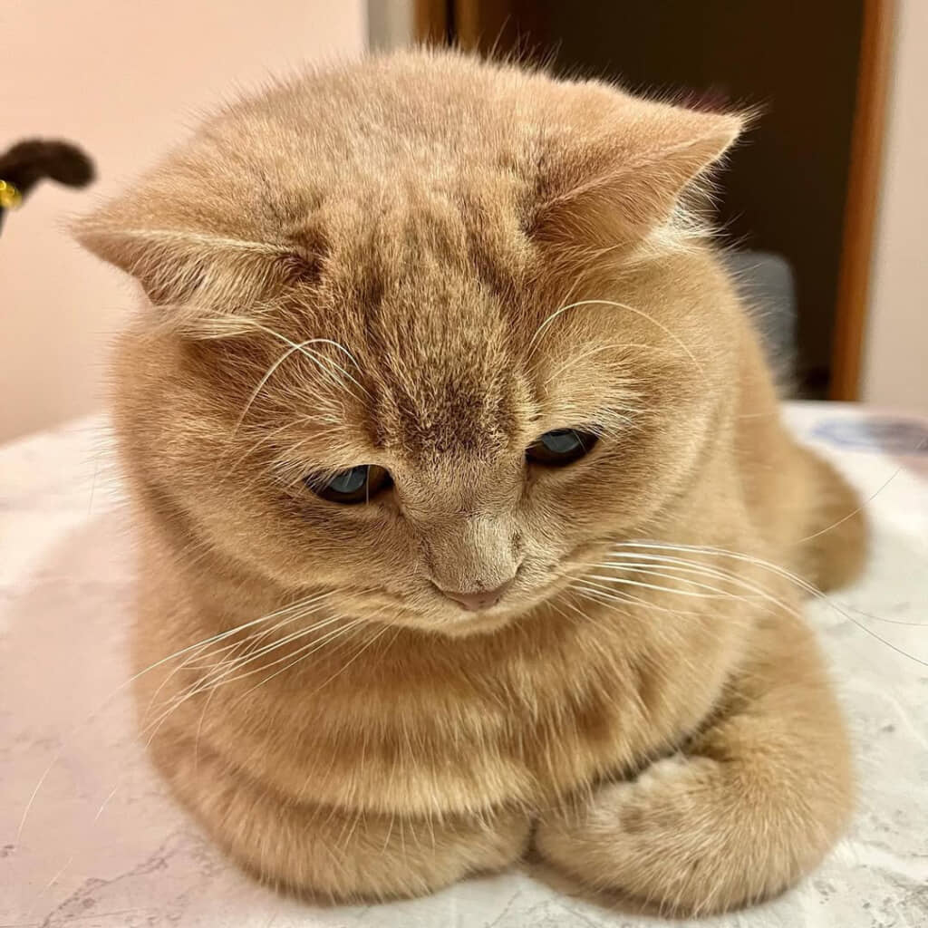 お手てないない