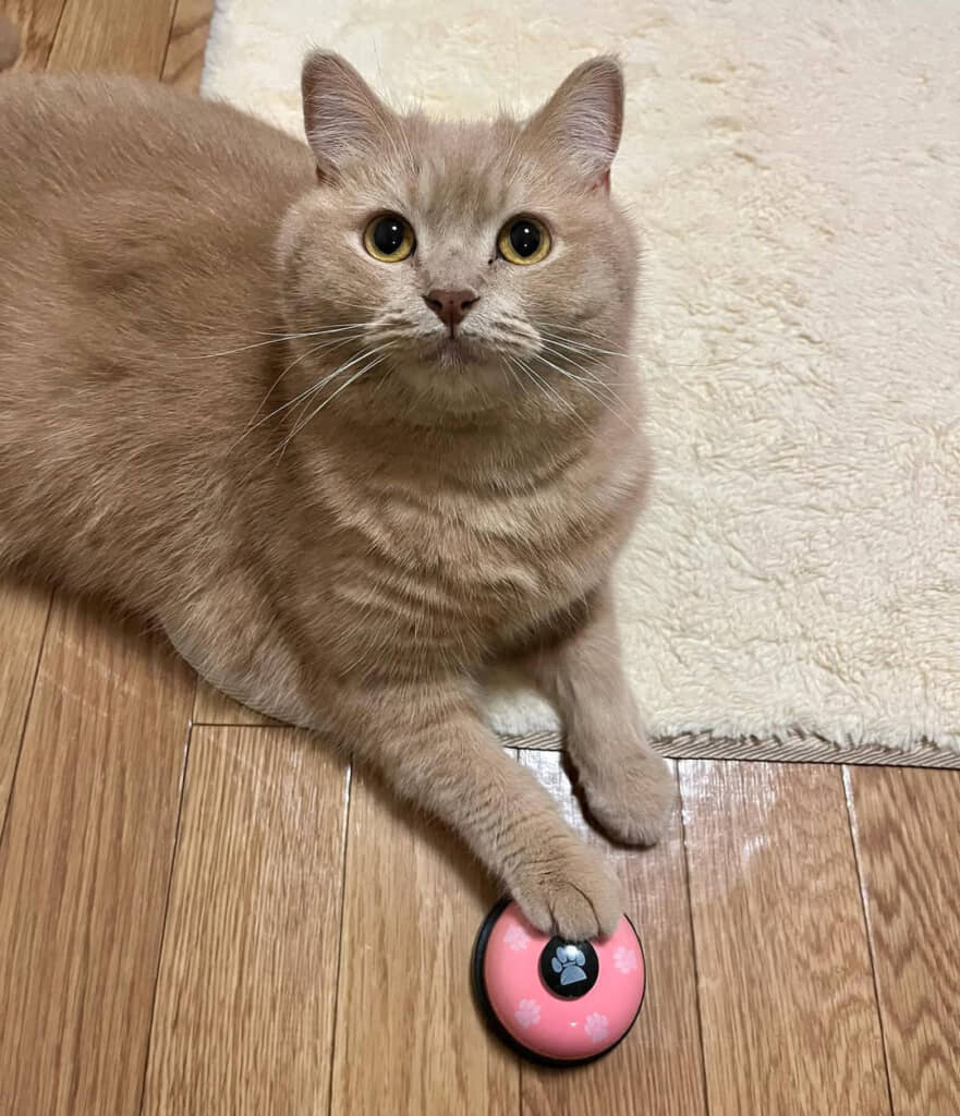 ベルチンが得意なブランくん