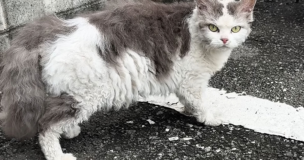 足を引きずっていた長毛の子猫→保護から3カ月…… 堂々たる姿に「今じゃ