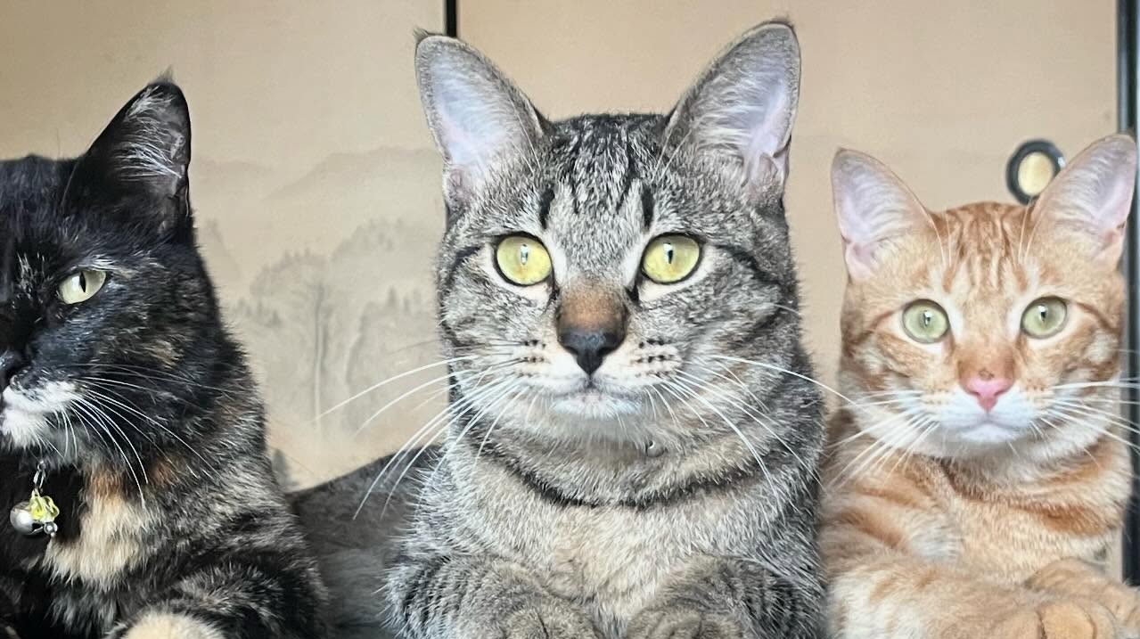 和室で寝そべる3匹の愛猫→引きで見てみると……　観光名所そっくりなまさかの光景に「目の錯覚かと」「にゃんと雅な」（1/3） | 猫 ねとらぼ