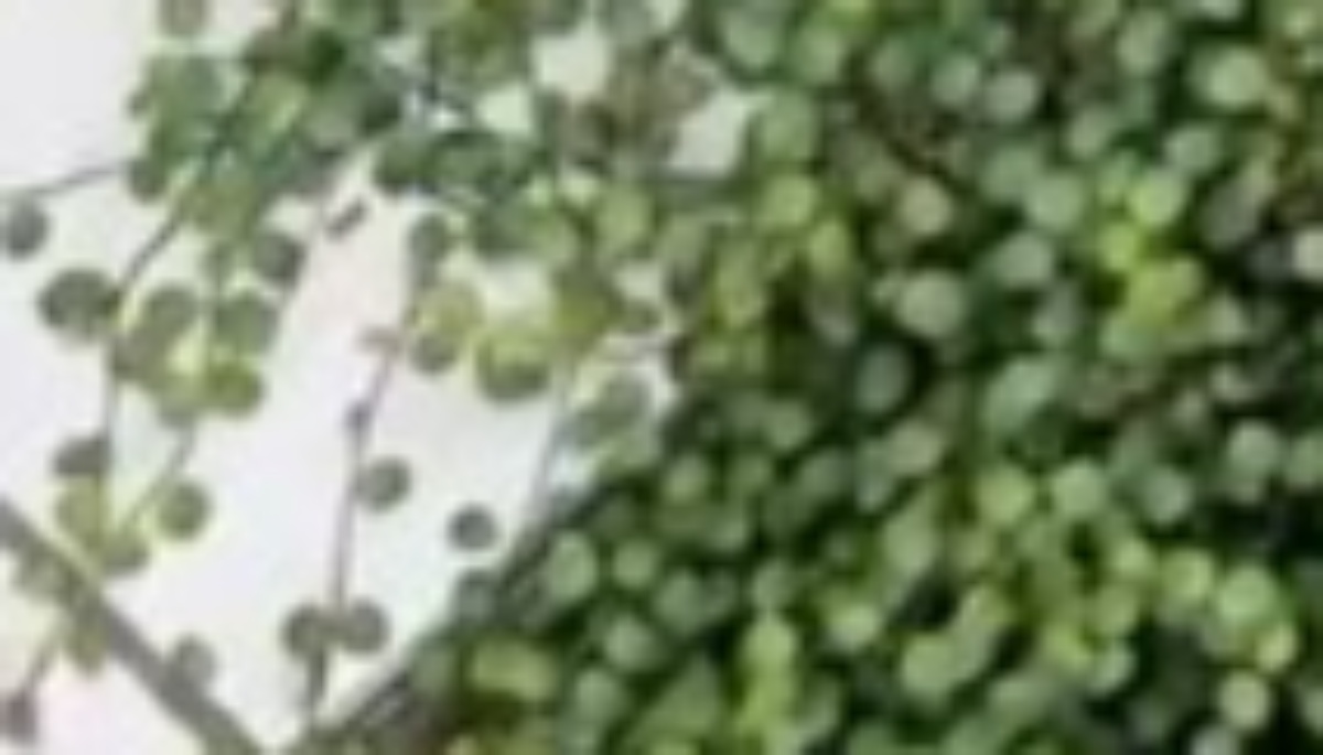 玄関横に、繁殖力がすさまじい植物を植えたら1年後……　驚きの光景に「アレはほんと植えちゃいけない」「侵入しようとしますよね」（1/3） | ライフスタイル ねとらぼ