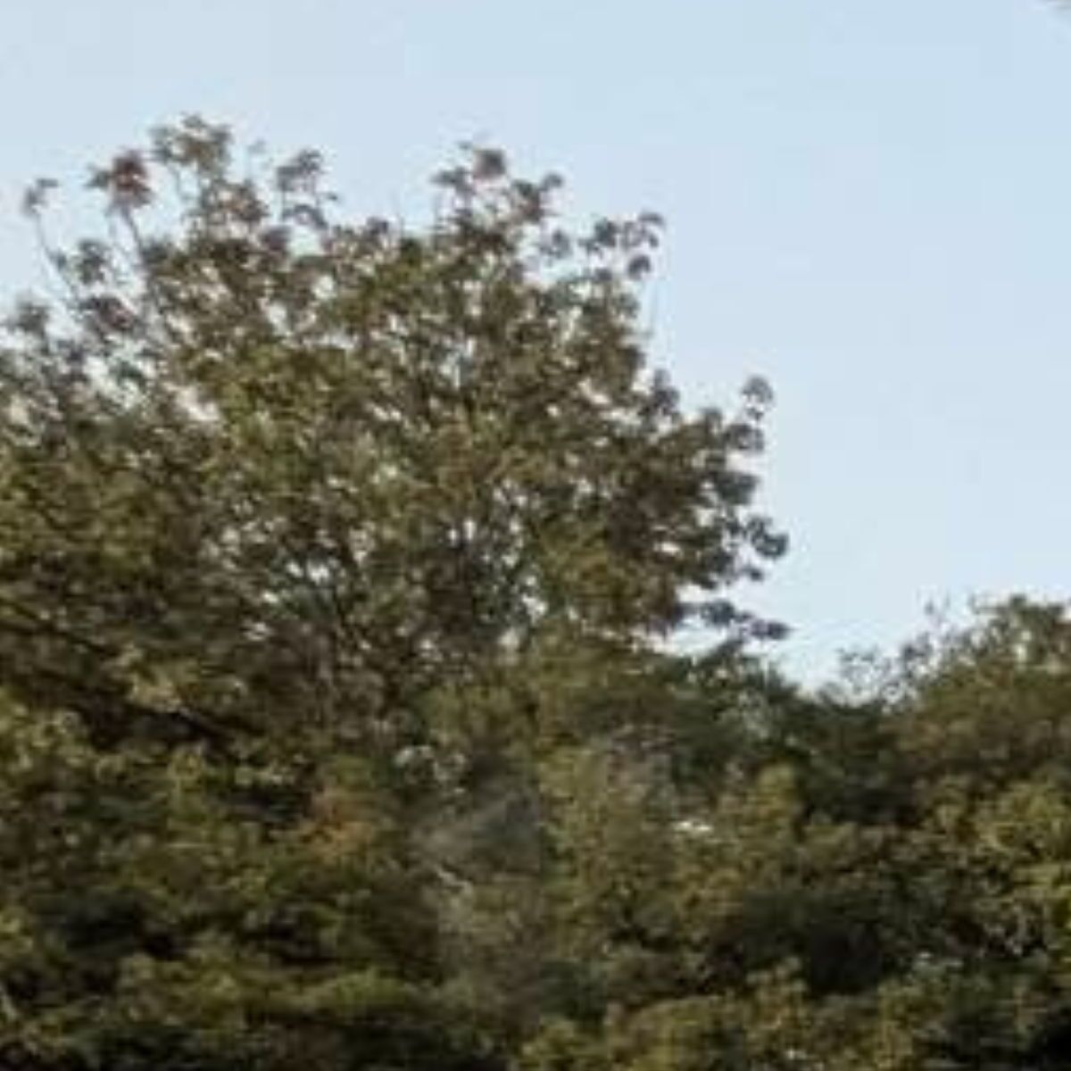 大阪出張中の夫からLINE→添付された“思わぬ1枚”に妻困惑「え〜とすみません」「クリニックの待合室で震えた」 | ライフスタイル ねとらぼ