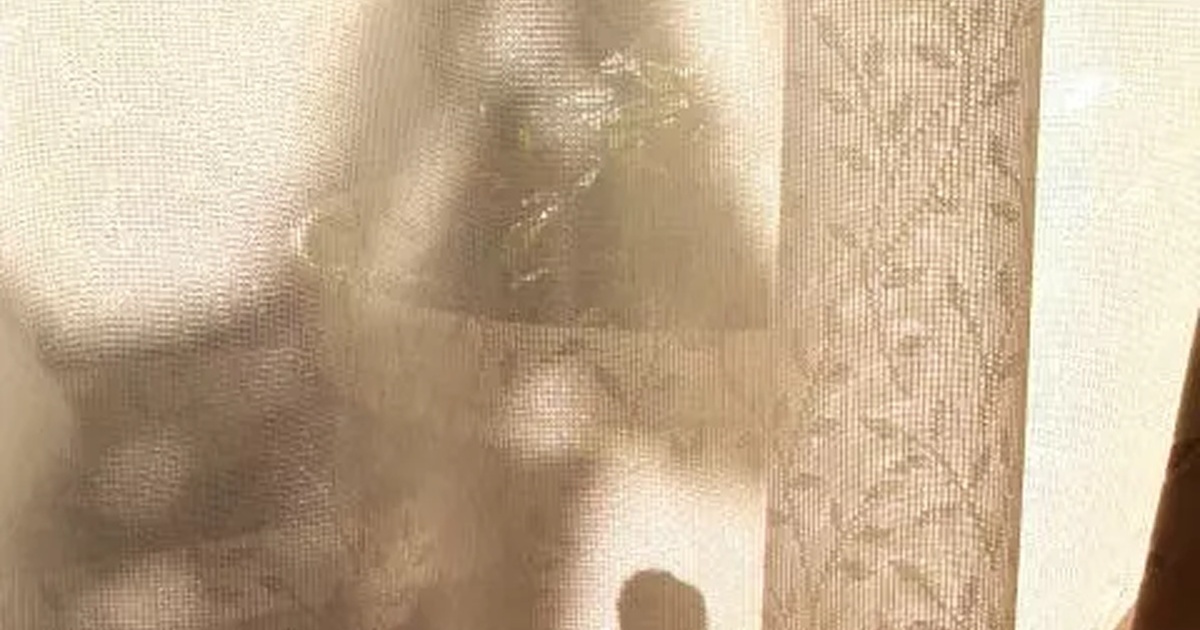 鉢植えの置かれたベランダをカーテン越しにふと見たら……？　夢のような発見に「ほんとだ！」「ジブリのワンシーンみたい」（1/3） | ライフスタイル ねとらぼ