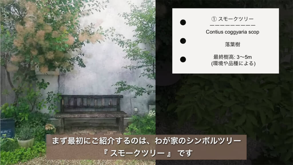 1つ目は「スモークツリー」