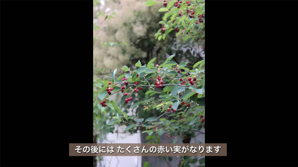 赤い実はジャムにすると格別なのだとか