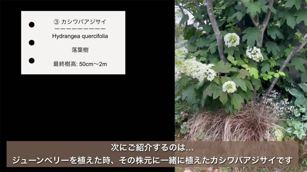 葉の形が特徴的な「カシワバアジサイ」