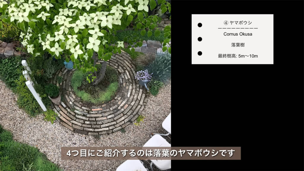 思わず足を止めたくなる「ヤマボウシ」