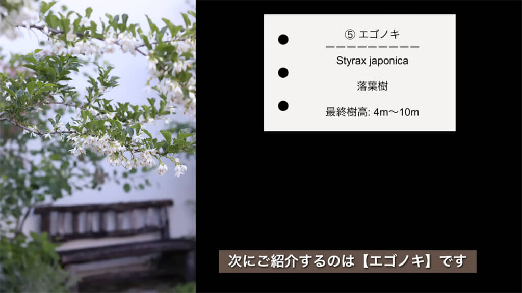 どんな庭にも溶け込む「エゴノキ」
