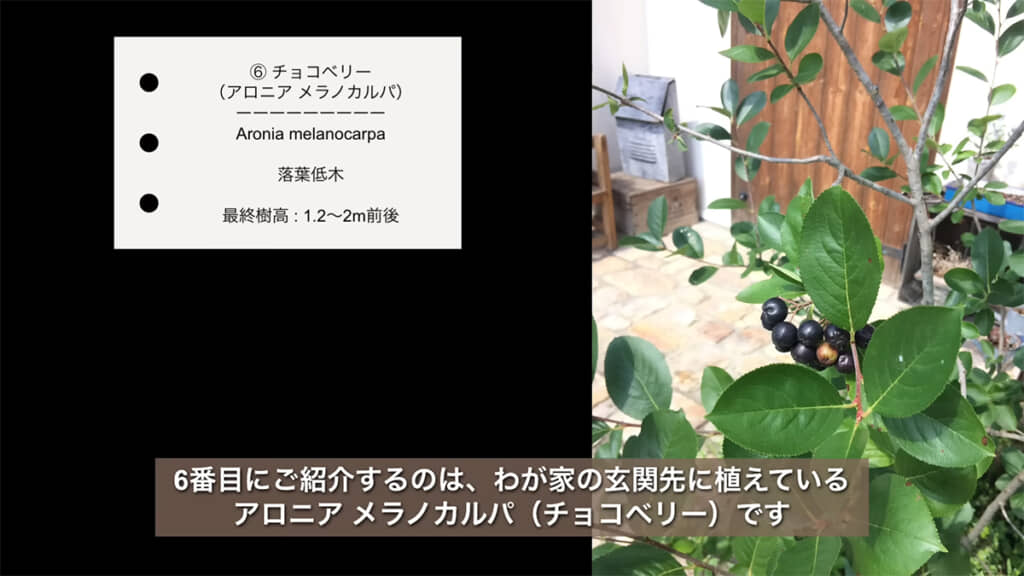 ツヤツヤの実がかわいい「アロニアメラノカルパ（チョコベリー）」