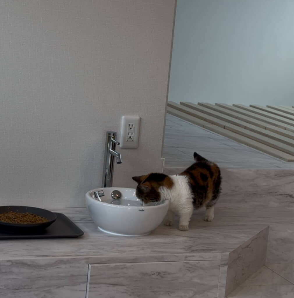 猫ちゃん専用水飲み場が……！