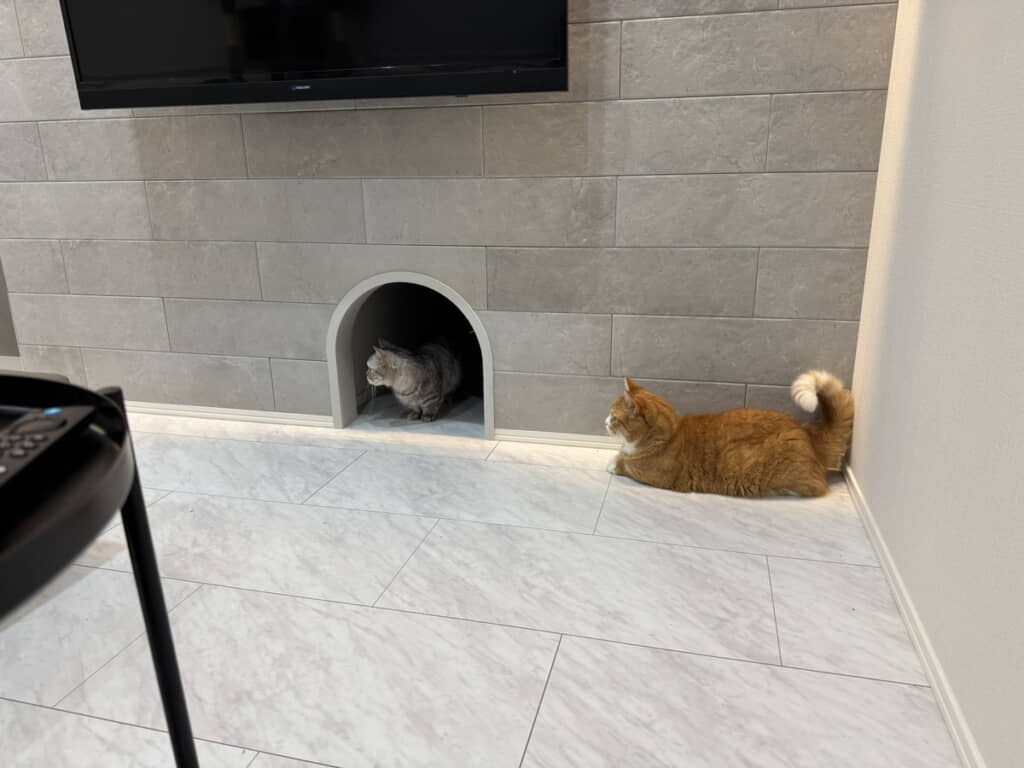 猫ちゃん専用通路最高です