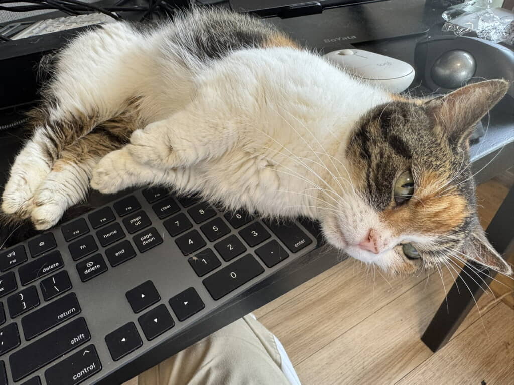 お仕事はもうちょっとあとになりそう
