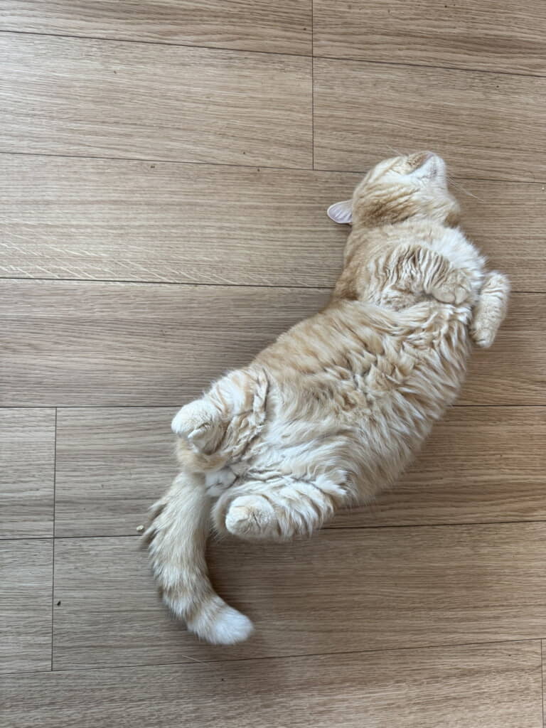 うにゃーんごろーん
