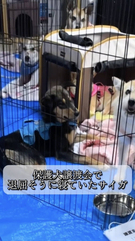 退屈そうにしていたサイガくん