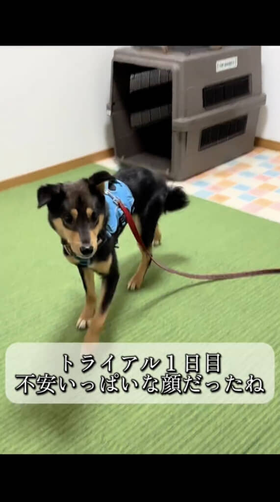 耳もしっぽも下がって不安そうです