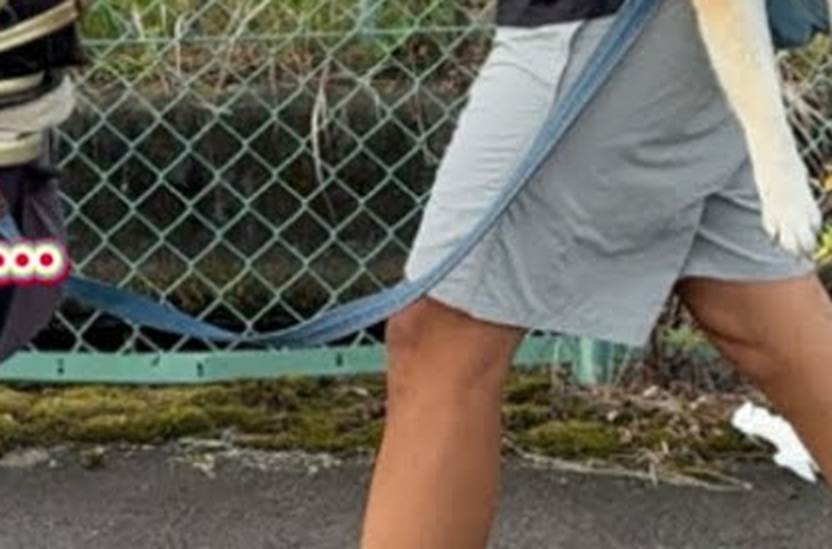 パパが20キロ柴犬＆30キロハスキーと散歩したらまさかの……　仰天の光景に「衝撃」「最終形態に吹いたｗｗ」（1/3） | 犬 ねとらぼ