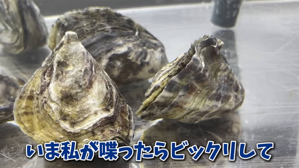 殻が閉じました、意外と素早い！