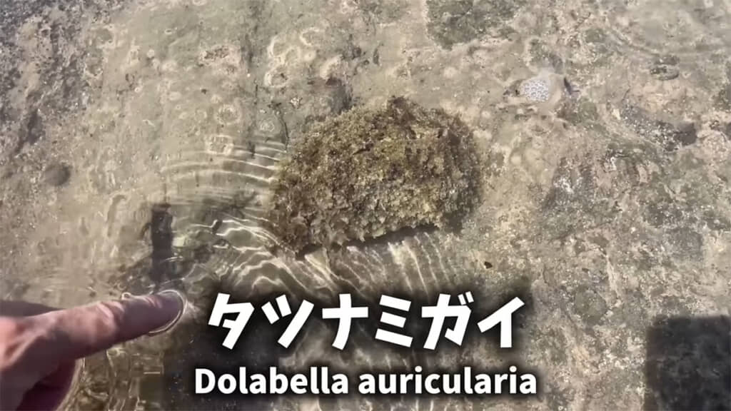 この「タツナミガイ」を探していたとのこと