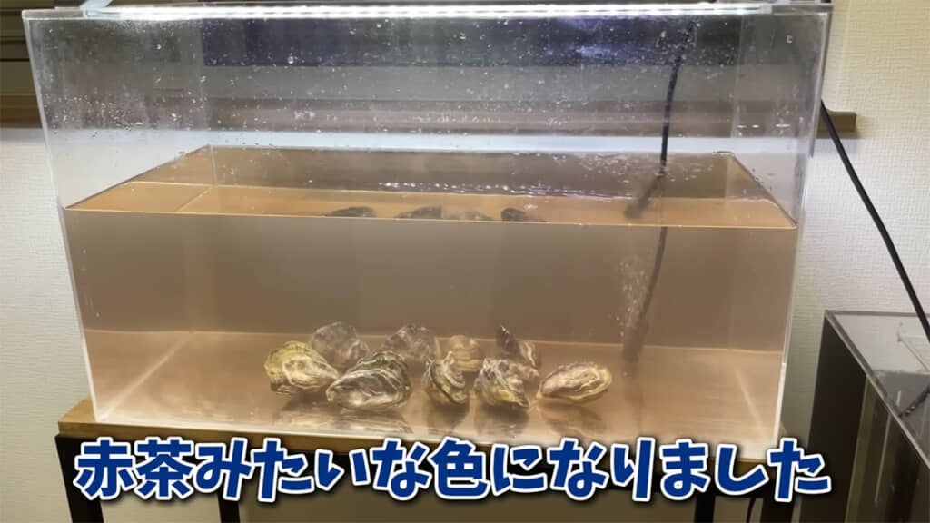 タツナミガイから採取した液体を入れると……