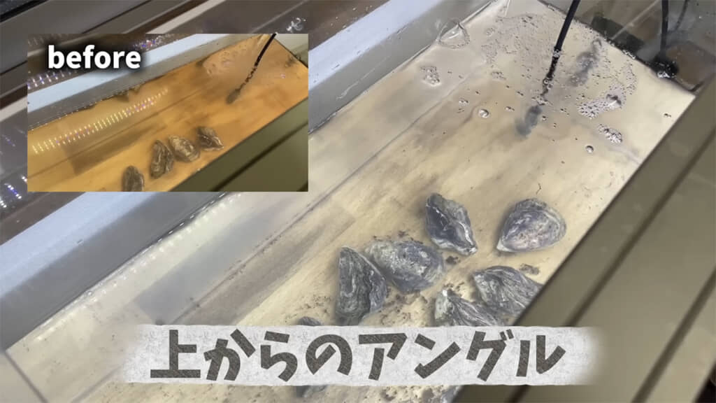 24時間後、水はすっかりキレイになっていました