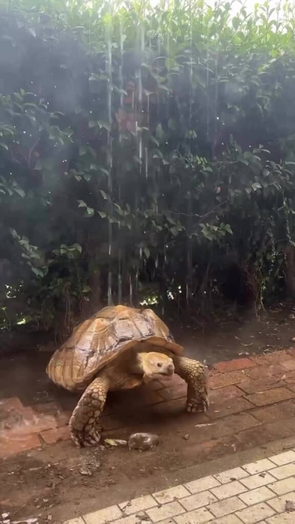 体が大きいからインパクトも大