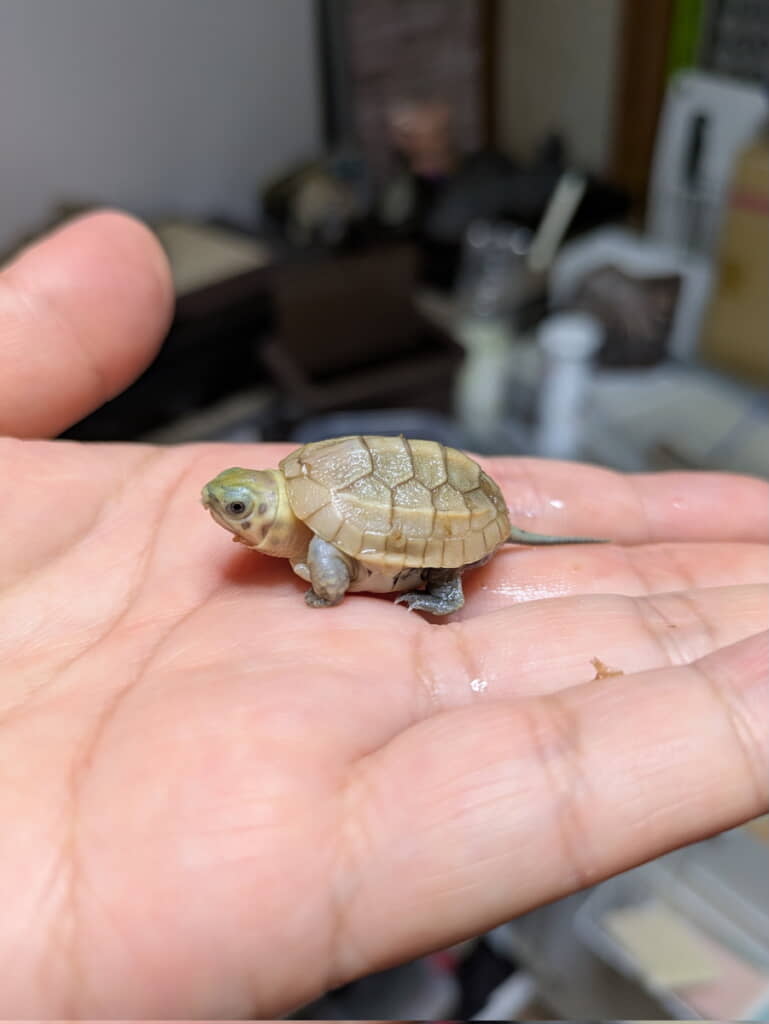 親指の先ほど小さいスーパーパステルクサガメ

