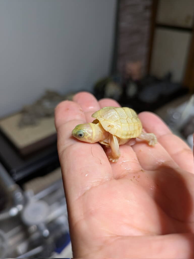 「SPAクサガメ産まれました」