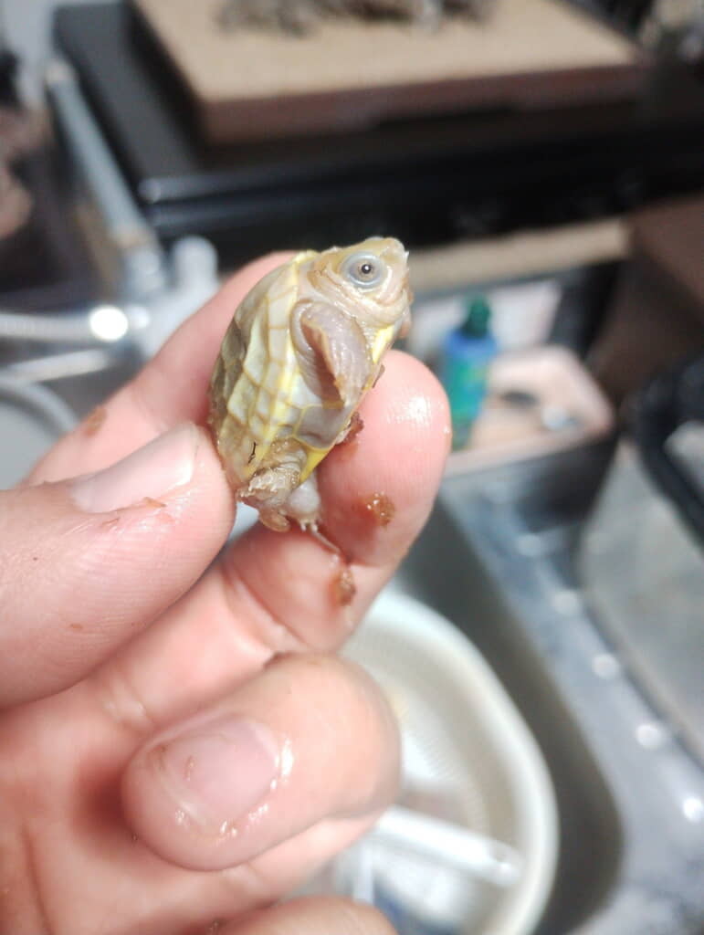 「パステルアルビノクサガメが産まれました」