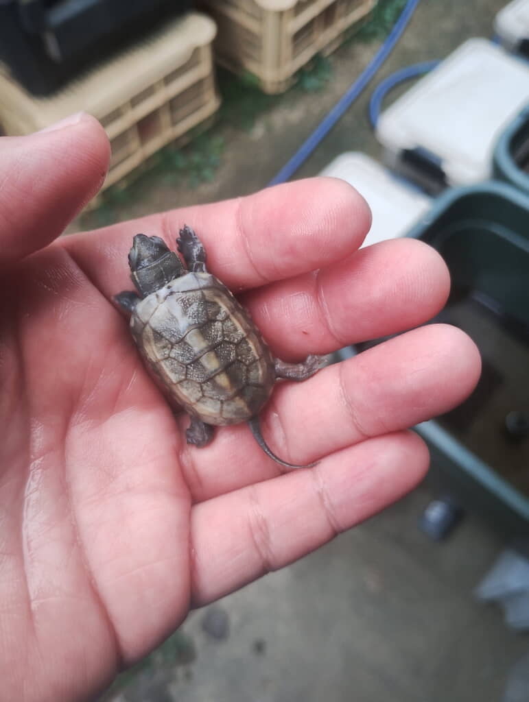 「ちょっと変わった感じのクサガメ産まれました」