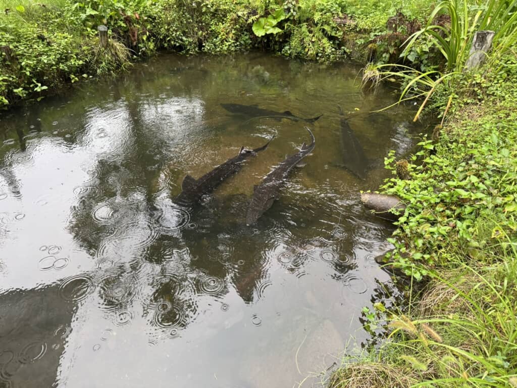 大きな池で飼育されている複数のチョウザメ