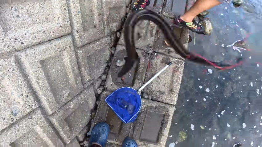 釣り上げられて宙を舞う2匹目のウナギ