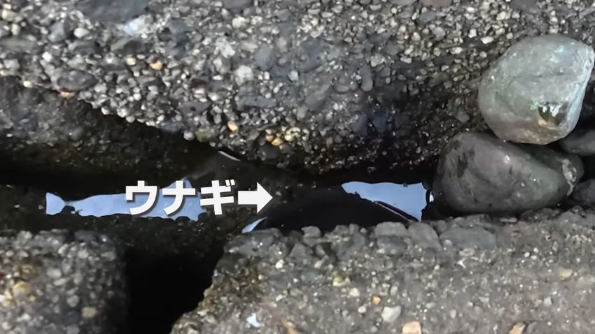 4匹目のウナギを真上から補足