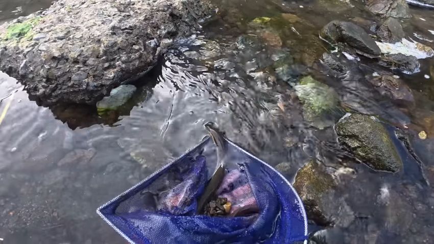 体が小さいのでリリースされる5匹目のウナギ