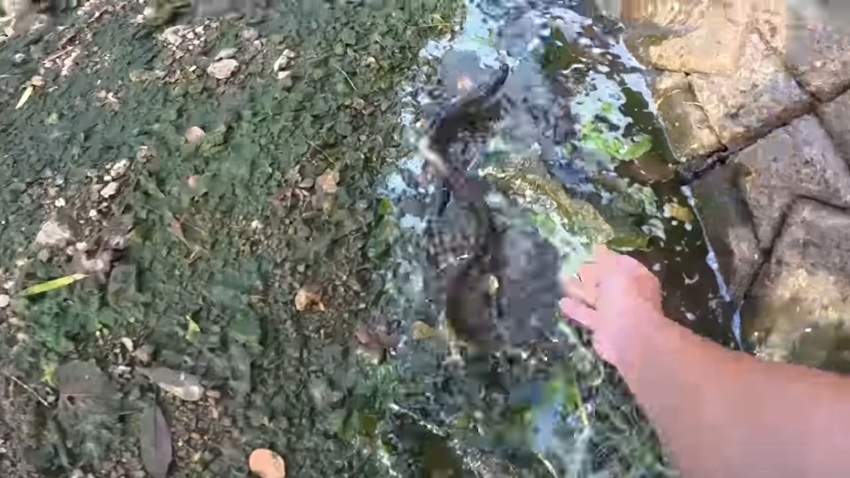 地面を這って逃げようとする6匹目のウナギ