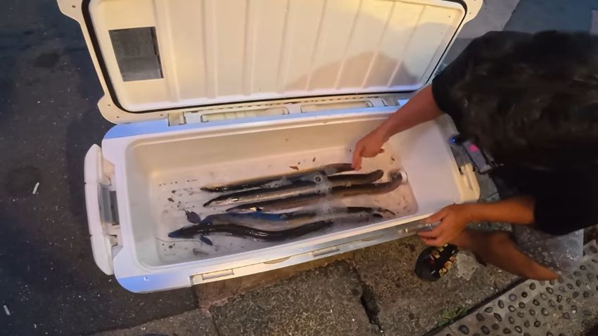 クーラーボックスに入っている5匹のウナギ