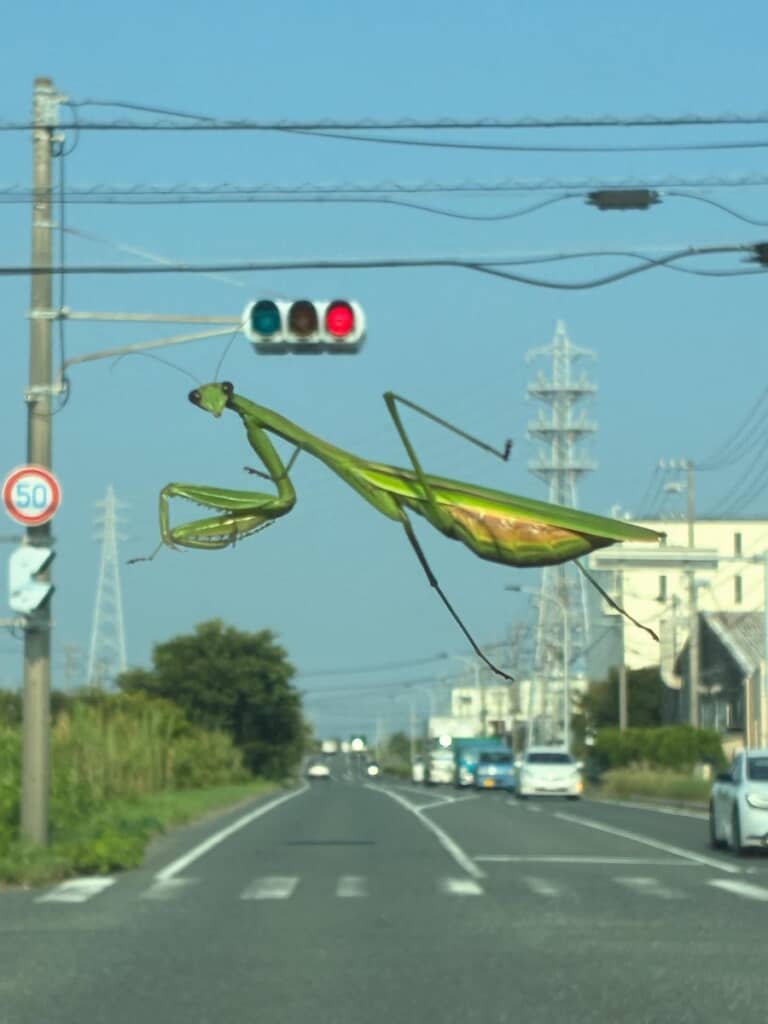 鉄塔を足蹴にしそうなポーズの巨大カマキリ!?
