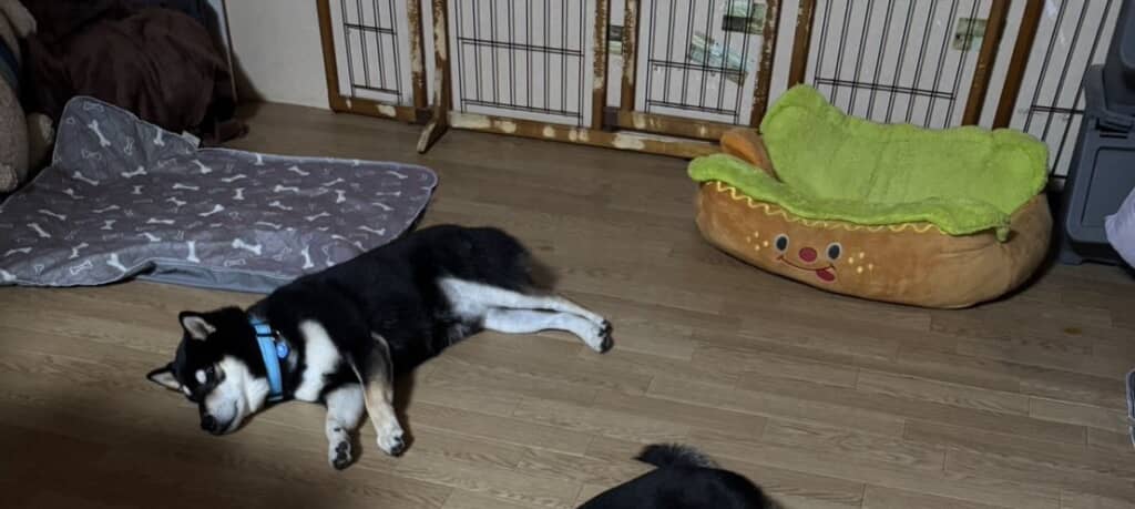 スヤスヤ寝ている黒柴