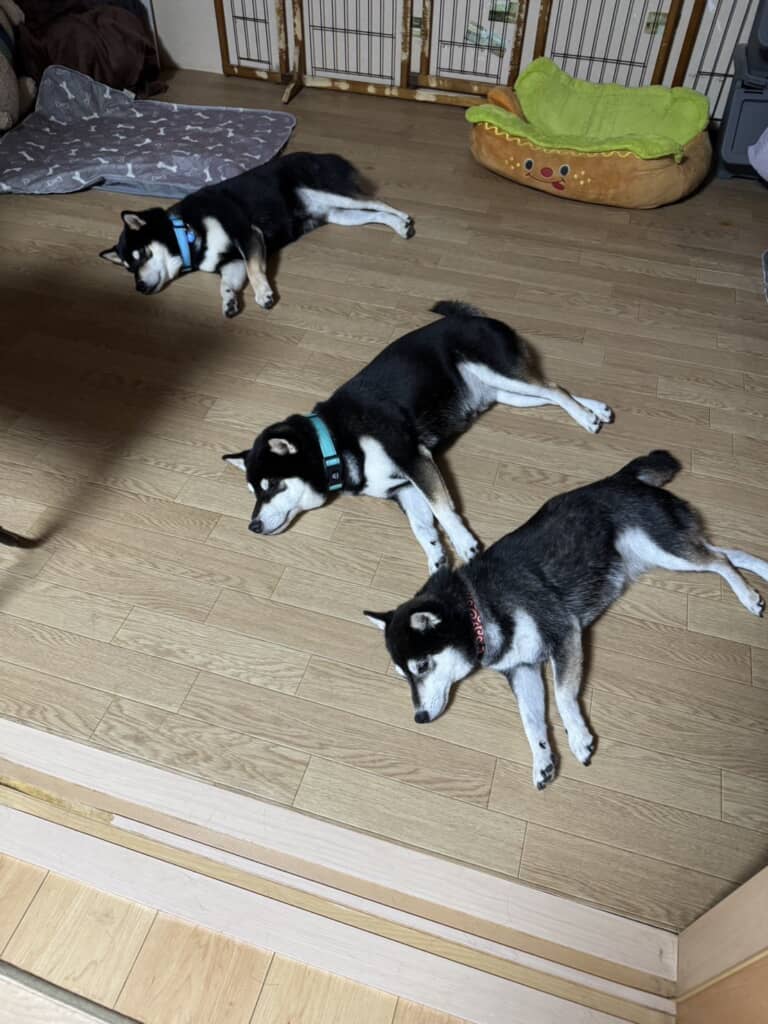 スヤスヤ寝ている黒柴