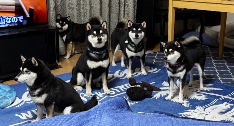 スヤスヤ寝ている黒柴