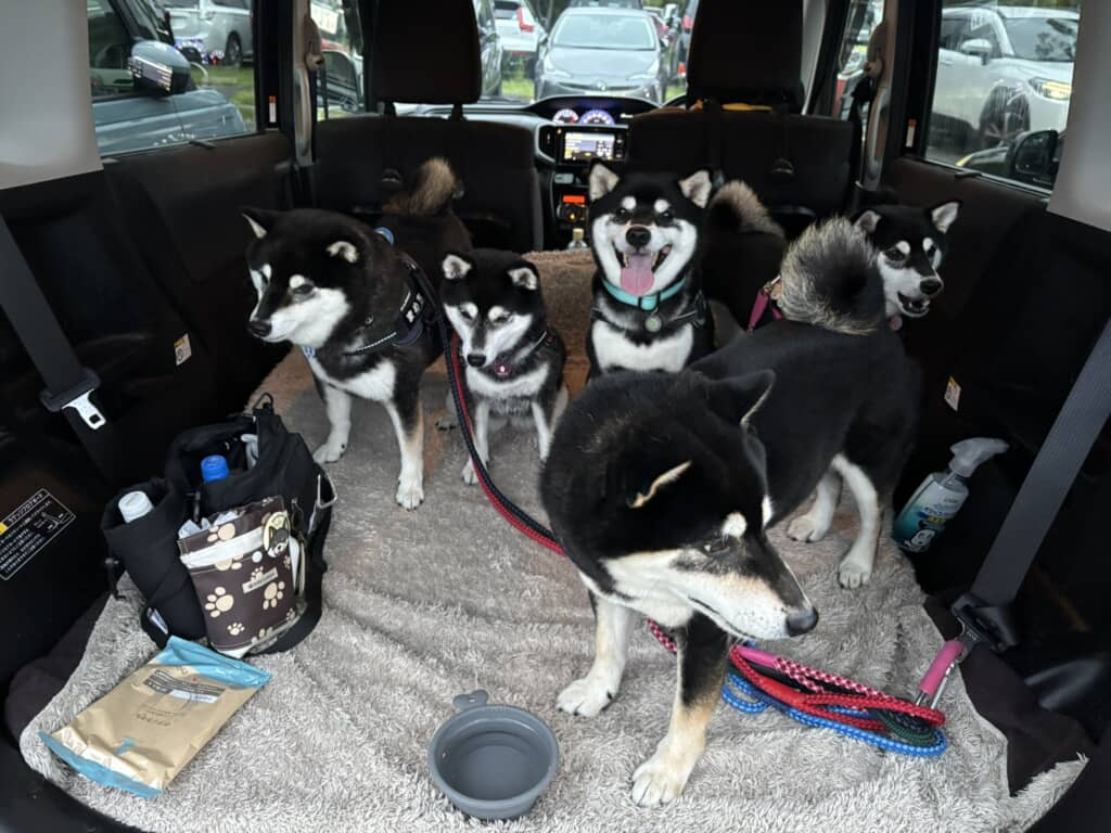 スヤスヤ寝ている黒柴