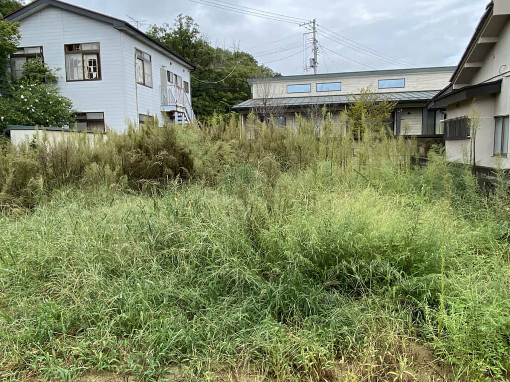 気が遠くなりそうなほど雑草だらけ