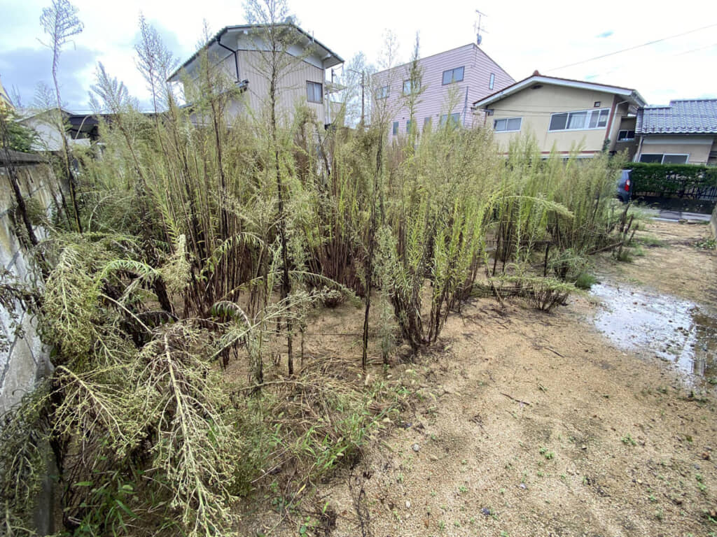 枯れて固くなってる……