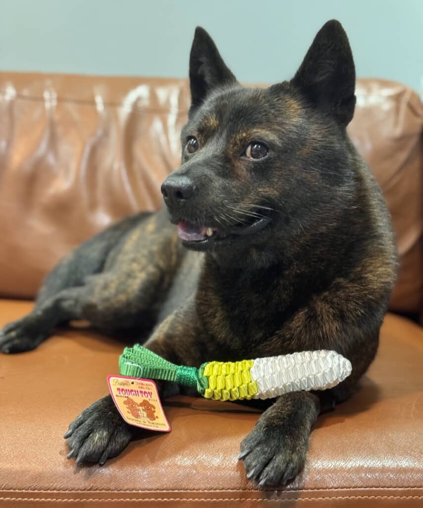 大根のおもちゃをもらった黒虎ちゃん