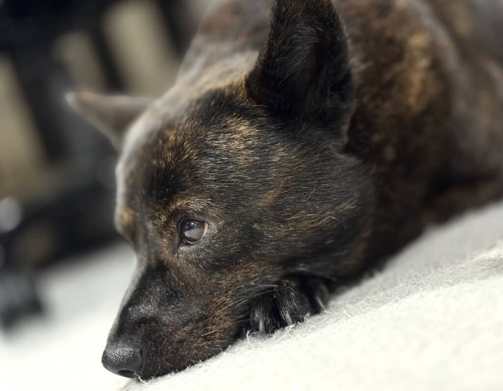 「能ある鷹は爪を隠す」な黒虎ちゃん