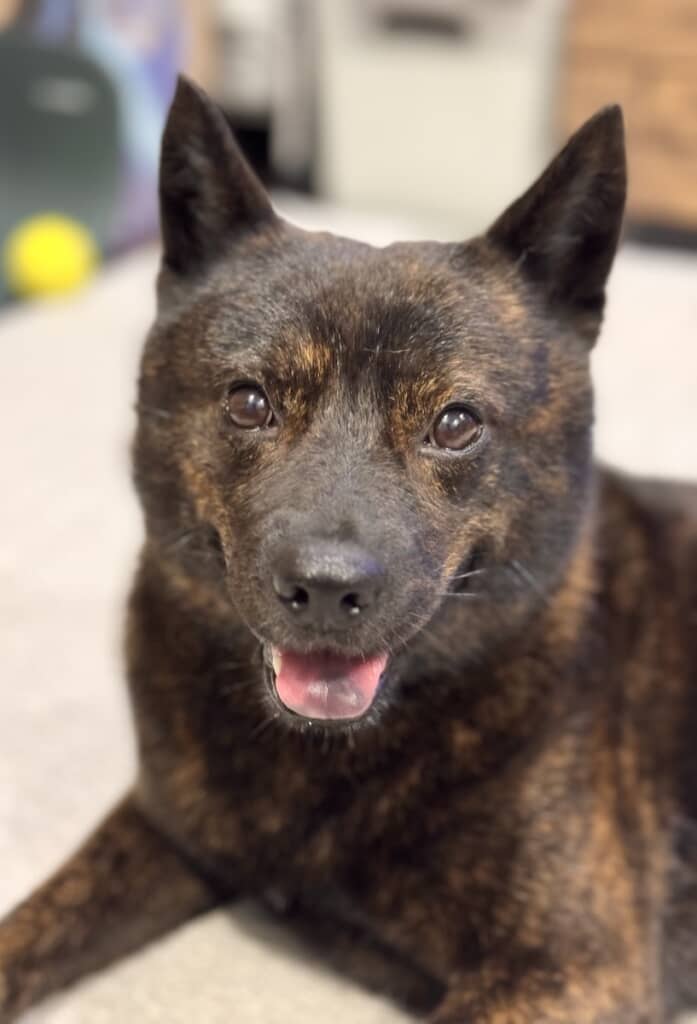 ぺろりと舌を出す黒虎ちゃん