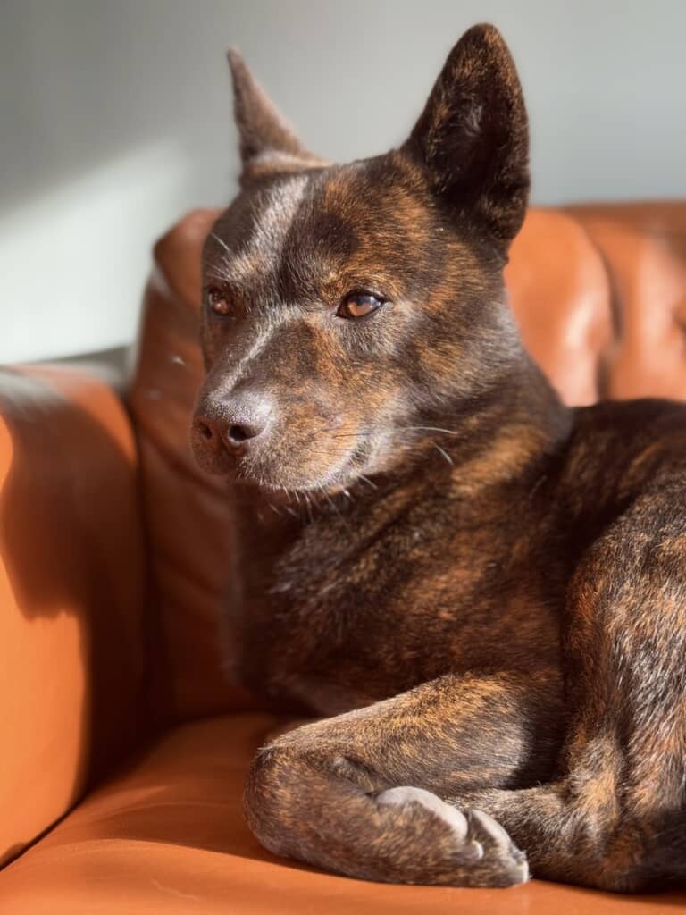 風格あるオーラを放つ黒虎ちゃん