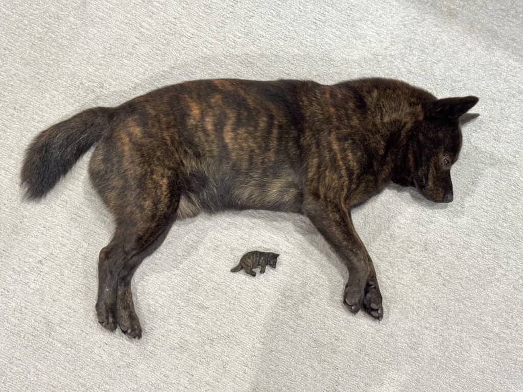 並んでもそっくり